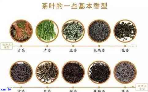 茶叶茶头是哪一部分-茶叶茶头是哪一部分组成的