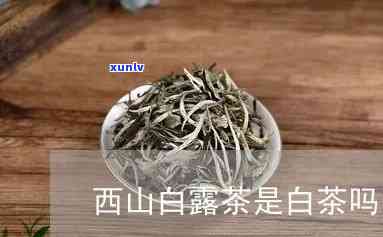 山露茶叶有白色-山露茶叶有白色的吗