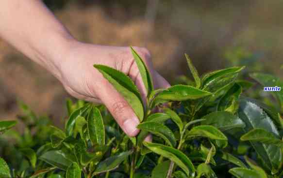 茶叶催芽素主要成分是什么？详解其关键元素