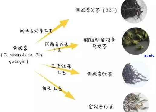 金观音是绿茶吗，解惑：金观音是绿茶吗？一次全面的茶叶种类科普