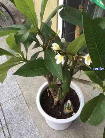 茶叶花可以泡茶吗，茶叶花：能否用来泡茶？