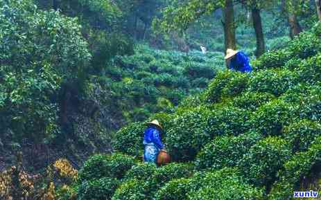 高山云雾茶什么口感，探秘高山云雾茶的独特口感