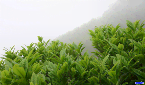 高山云雾茶叶的口感-高山云雾茶叶的口感怎么样