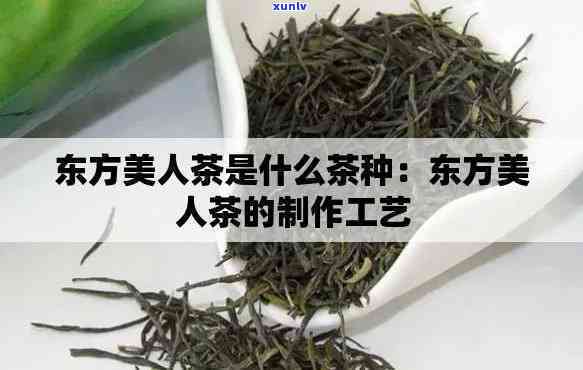 东方美人茶是什么品种？详解其来源与分类