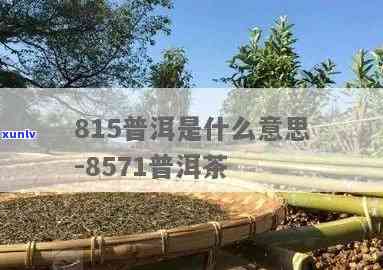 815茶是什么等级，探究 Myanmar 815 茶的品质等级