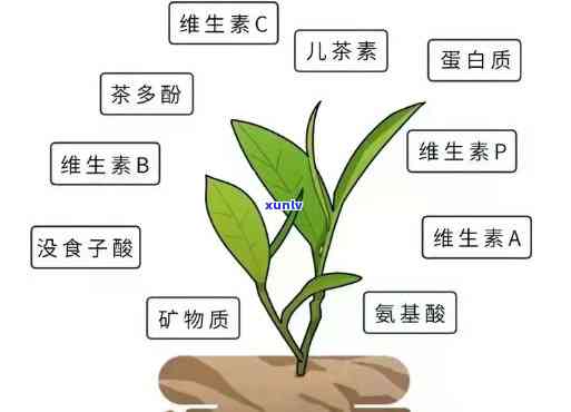 茶叶含有的物质，揭示茶叶中的神奇物质：一探其营养价值与健益处