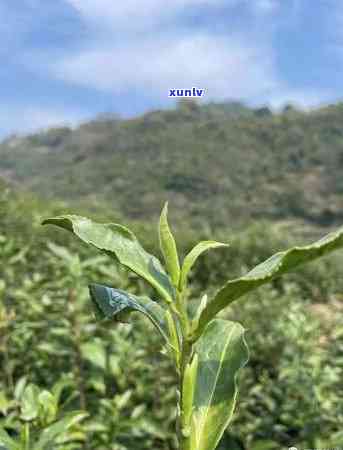 肺不好能喝茶叶茶吗-肺不好能喝茶叶茶吗女性