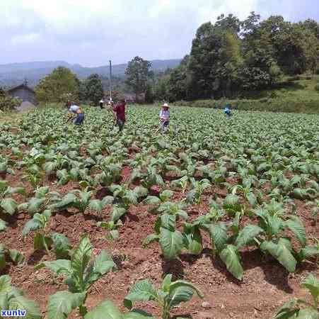 哪种茶叶锰含量更高？比较不同茶叶的锰含量