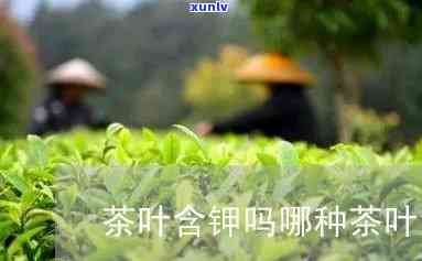 哪种茶叶含钾量更高呢，钾之王：哪种茶叶的钾含量更高？