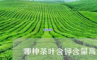 哪种茶叶含钾量更高-哪种茶叶含钾量更高呢