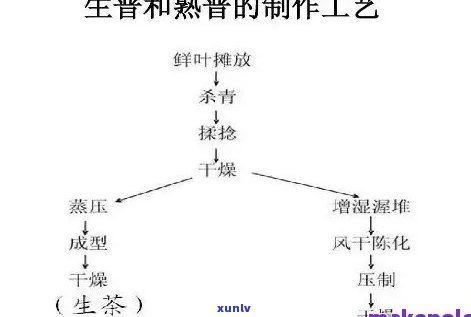 茶叶的发酵工艺类型是什么，探究茶叶发酵工艺类型：从基本到高级，全面解析