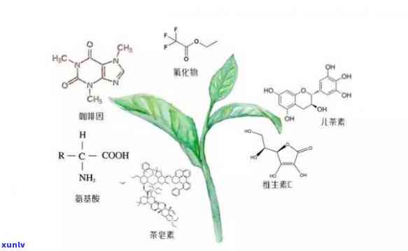 茶叶中的什么元素含量远高于其他植物，茶叶中独特的元素：其含量为何远高于其他植物？