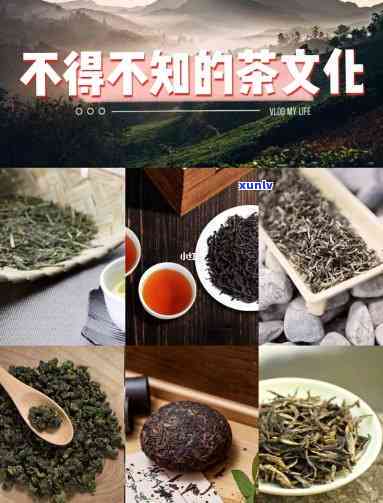 东创茶叶种类及价挌-东创茶叶种类及价格大全