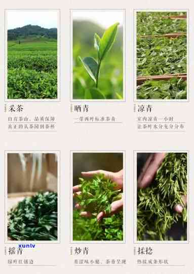 东创茶叶种类及价挌-东创茶叶种类及价格大全