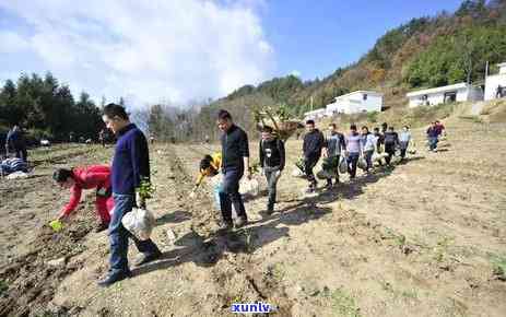 州有哪些茶叶场，探索州：寻找茶叶场