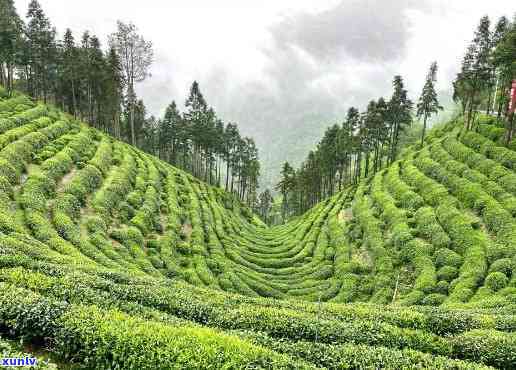 州有哪些茶叶场，探索州：寻找茶叶场