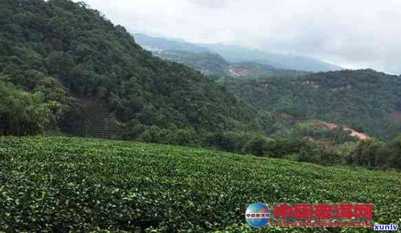 州有哪些茶叶场，探索州：寻找茶叶场