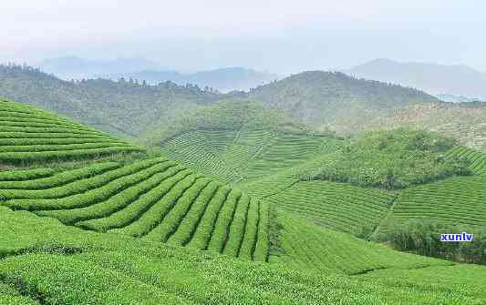 合肥茶叶场有几个，揭秘：合肥茶叶场究竟有几个？