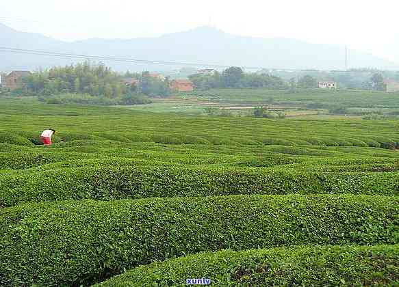 东的茶叶种类众多，哪种最出名？