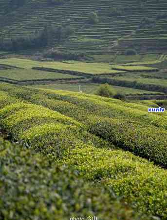 适合茶叶生长的气候，理想环境：揭秘适合茶叶生长的理想气候条件