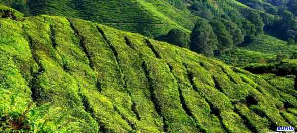 适合茶叶生长的地形-适合茶叶生长的地形有哪些