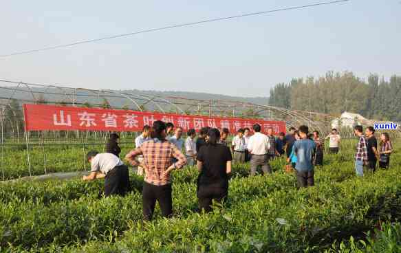 山东茶叶市场有哪些？全面了解山东茶叶市场的和地点