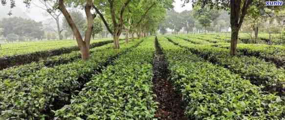 佛山更大的茶叶场在哪，寻找好茶？揭秘佛山更大的茶叶场位置！