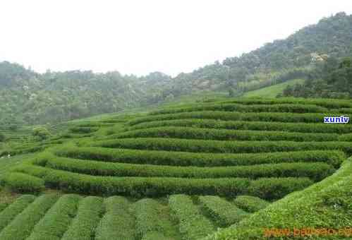 佛山更大的茶叶场在哪，寻找好茶？揭秘佛山更大的茶叶场位置！