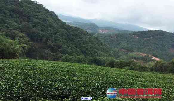 州茶叶更大场在哪里？全面揭晓州各大茶叶场！