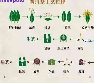 茶叶采摘后加工全过程解析：从叶到成品的每一个步骤