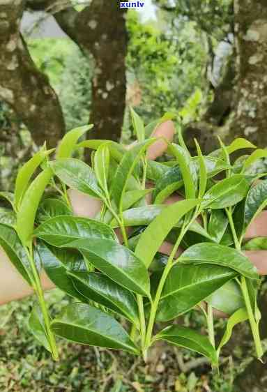 果香型茶叶，探索果香型茶叶的魅力：口感与健的完美结合