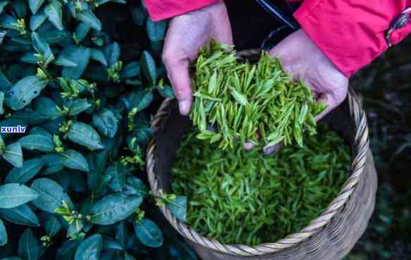 刚摘的茶叶如何加工成好喝的？详解采摘到泡茶全过程