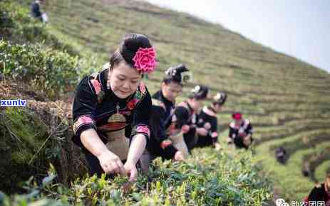 一团团的茶叶，一叶一菩提：探索茶叶的世界，从一团团茶叶开始