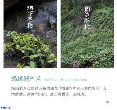 六安蝙蝠洞茶叶专供-六安蝙蝠洞茶叶专供店