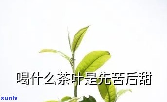 先甜后苦的茶叶是什么，揭秘：先甜后苦的茶叶是什么？