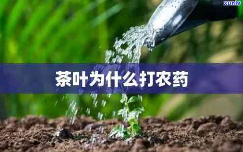 种茶叶需要打农药吗为什么，打农药在茶叶种植中的必要性：原因解析