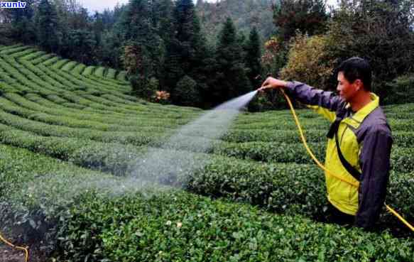 种茶叶需要打农药吗为什么，打农药在茶叶种植中的必要性：原因解析