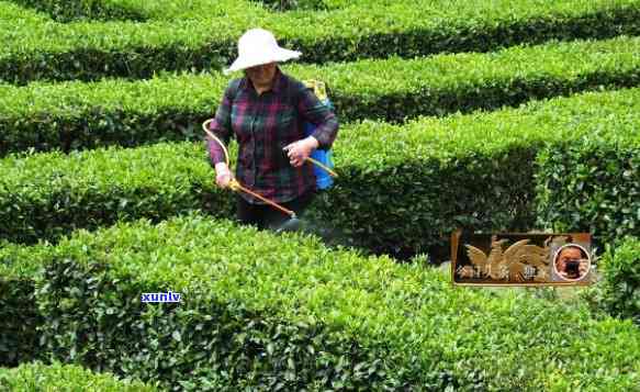 种茶叶是否需要打农药？详细解析原因与视频分享