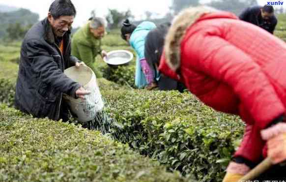 种茶叶需要化肥吗，茶叶种植是否需要使用化肥？探讨其利弊与替代方案