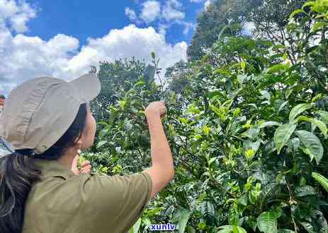 在丽江买普洱茶哪里价物美，丽江普洱茶购买攻略：何处可以找到价格实、品质优良的茶叶？