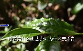 茶叶杀口是什么意思？解释清楚！