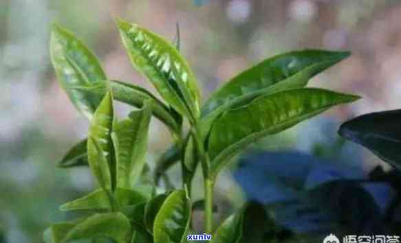 18年的茶叶能喝吗-18年的茶叶能喝吗有吗