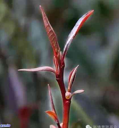 茶叶花青素含量排行：紫芽茶更高，茶次之