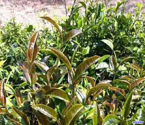 茶叶花青素含量排行：紫芽茶更高，茶次之