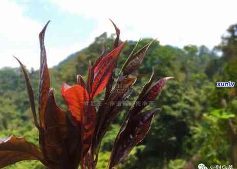 最新！茶叶花青素含量排行榜及高清图片全览