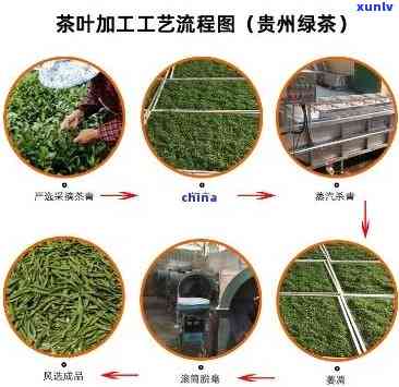 全程解析：茶叶加工技术视频教程