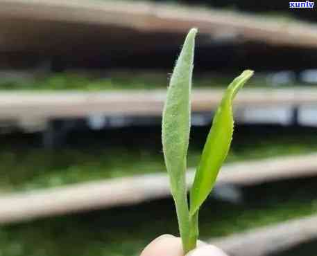 像草一样的茶叶喝起来很甜，甜蜜口感的茶，就像草一样自然纯净