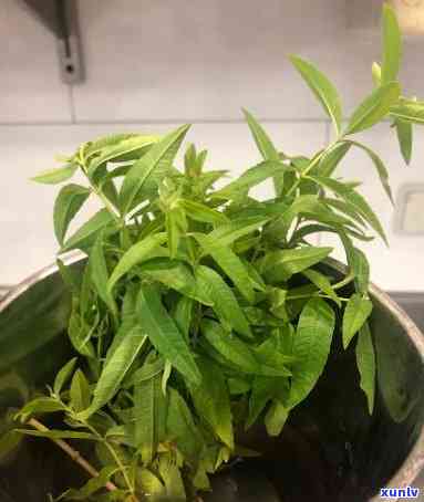 像草一样的茶叶喝起来很甜，甜蜜口感的茶，就像草一样自然纯净