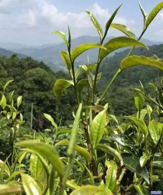 像草一样的茶叶图片-像草一样的茶叶图片大全