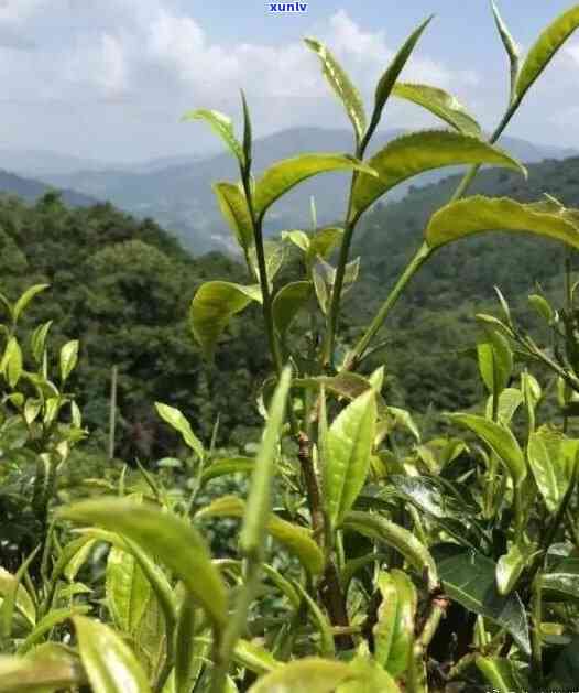 像草一样的茶叶图片-像草一样的茶叶图片大全